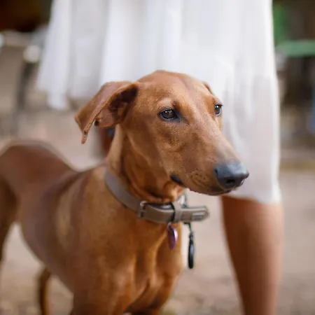 Les Pommiers - Climatisees Rosheim